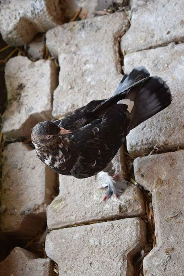 pigeon