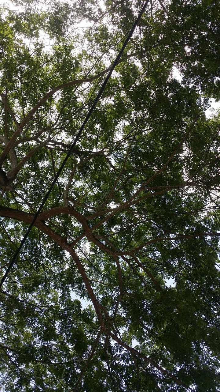 under the tree