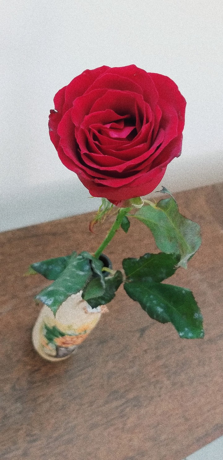 Rosa vermelha