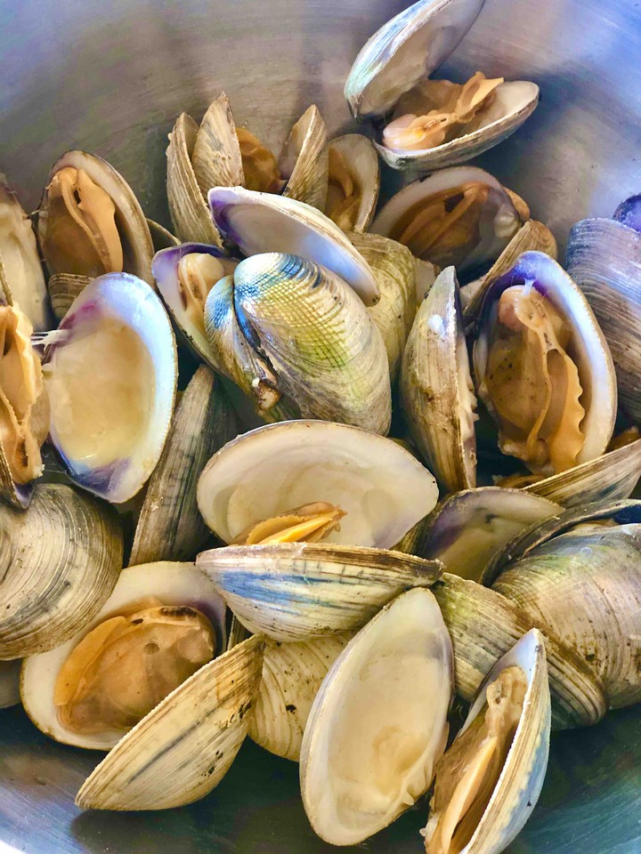 Almejas del Golfo