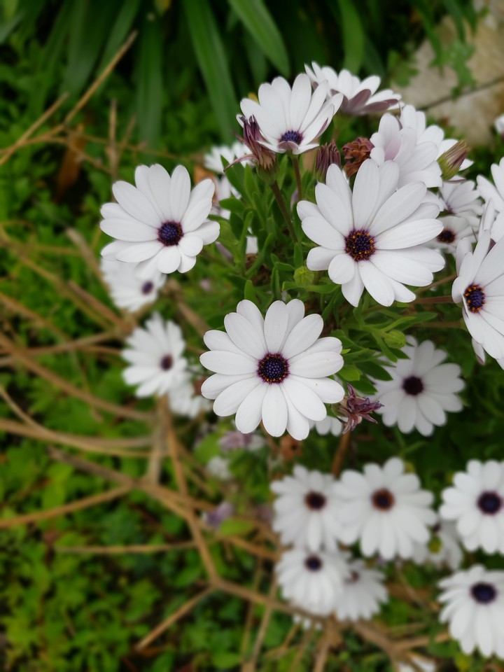spring