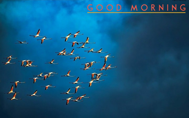 Good Morning