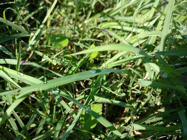 grass