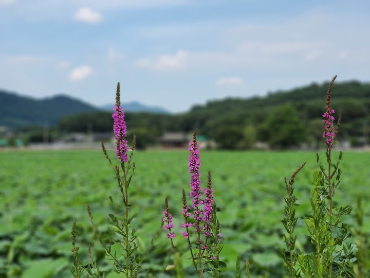 발판