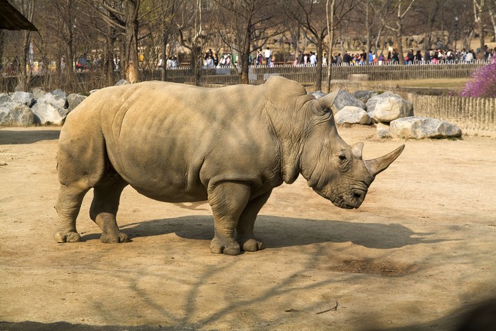 Animal