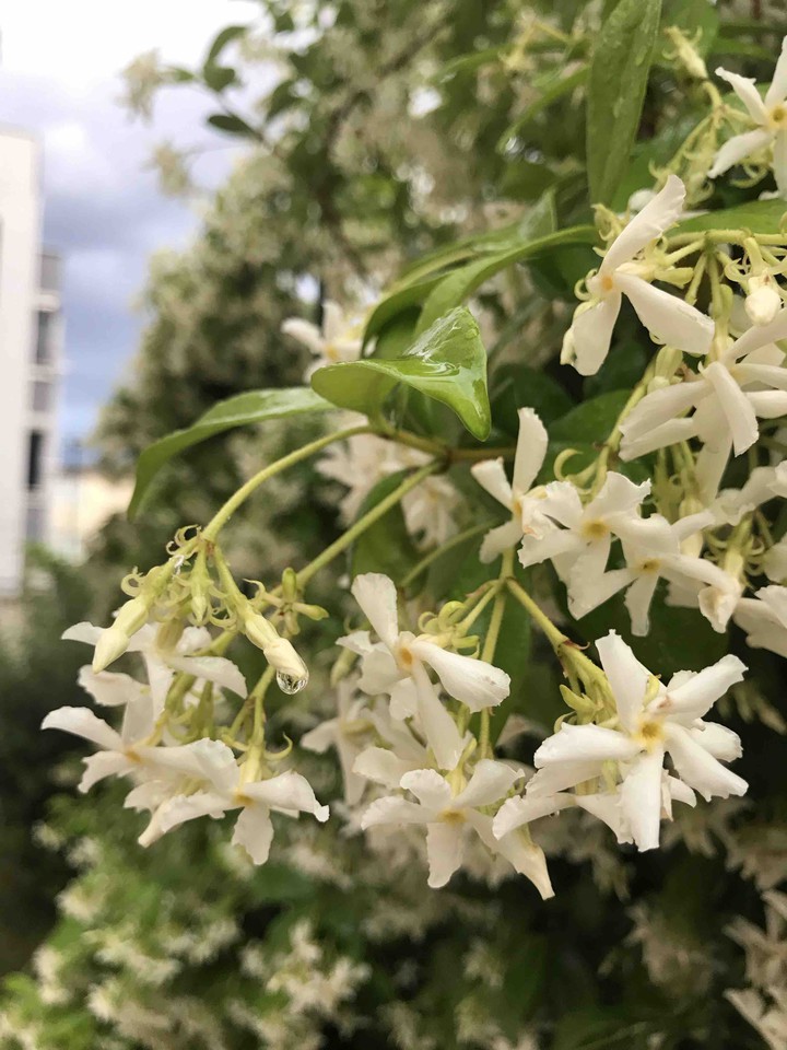 jasmin