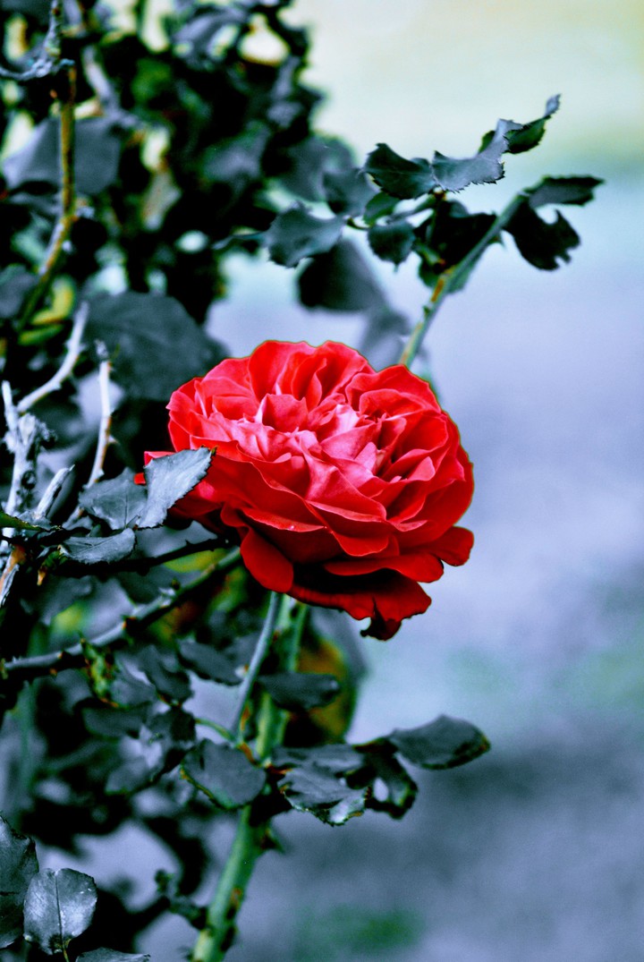 rose-my click-