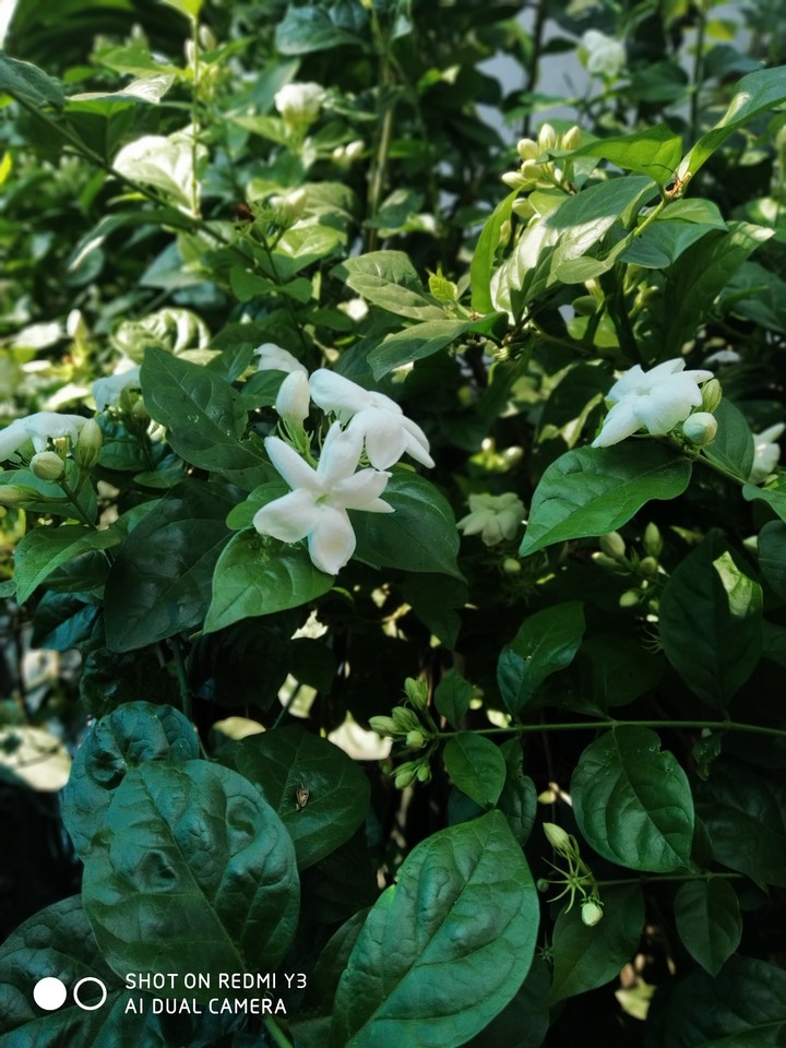 Jasmin