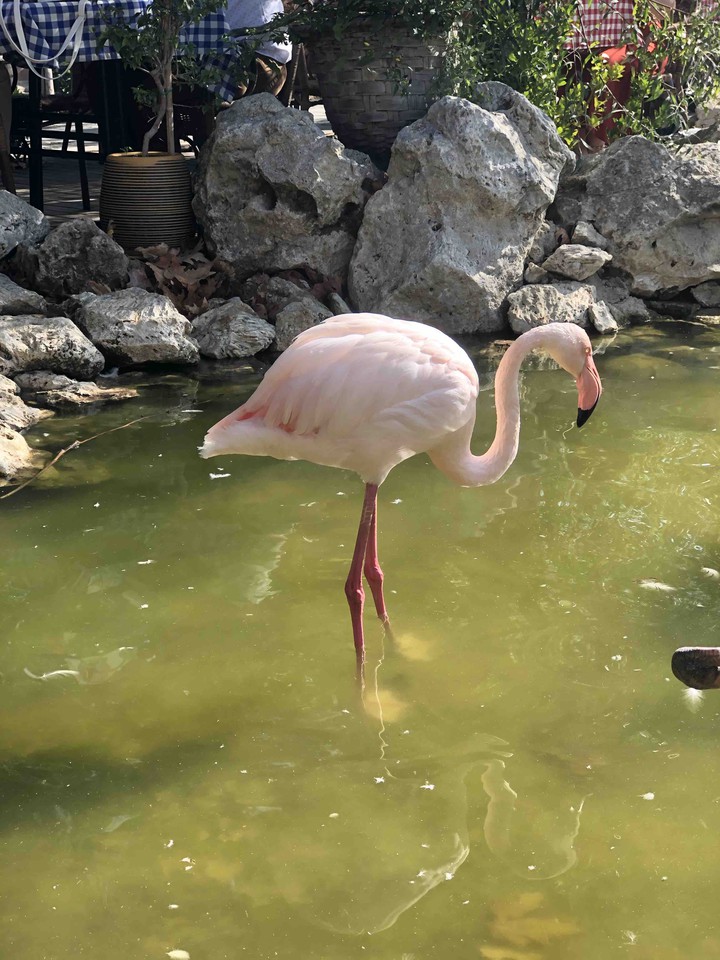 Flamingo