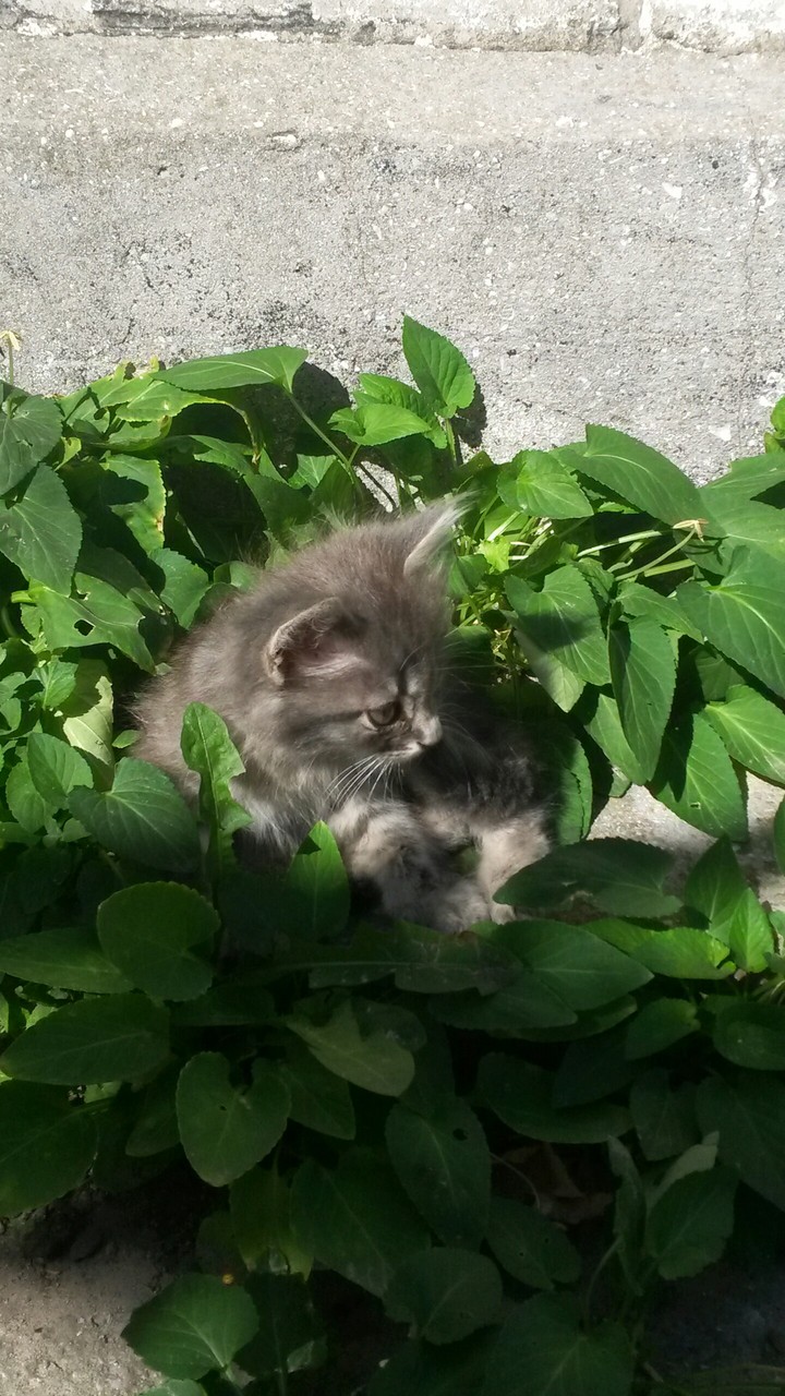 Кот