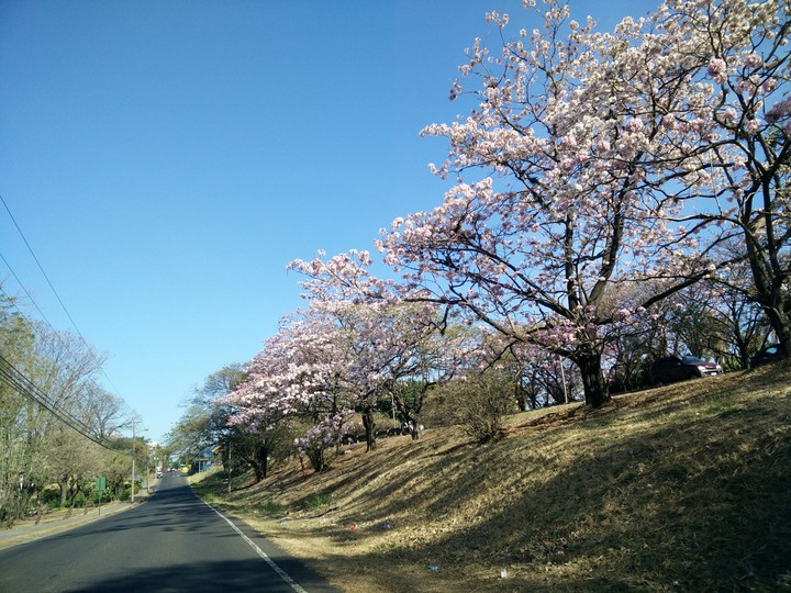 Rose road