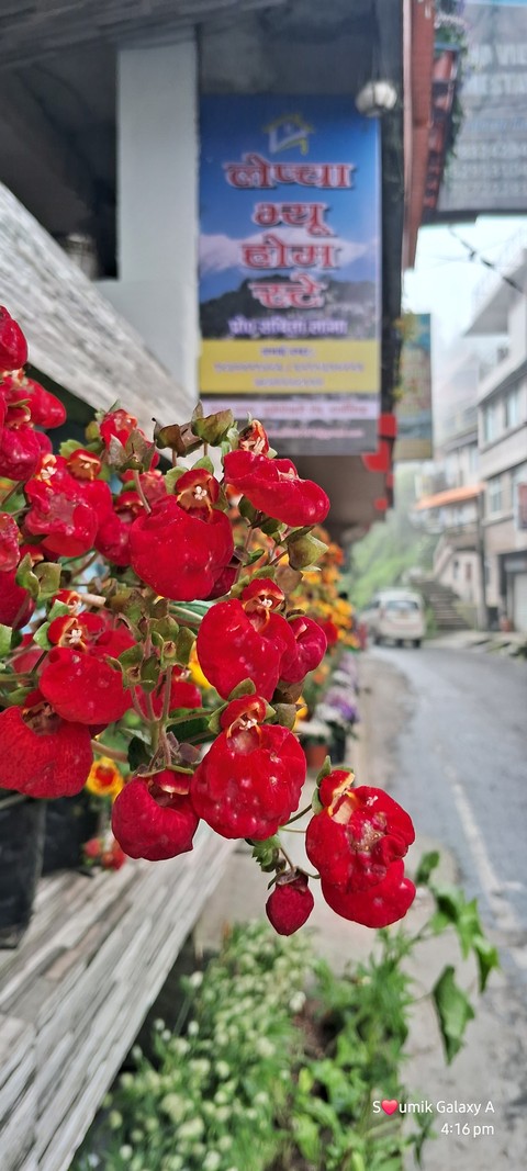 sfondi flower, red