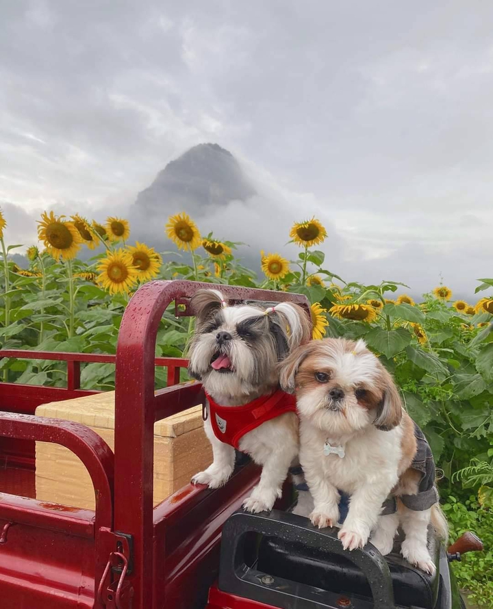 Dogs.
