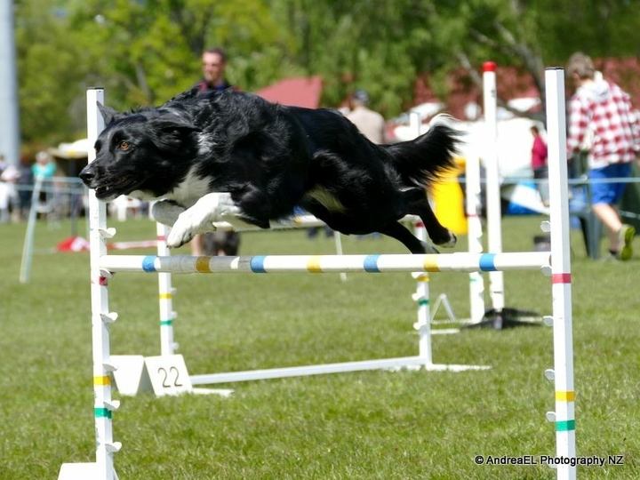 The Border Collie Because There Is No Better Dog