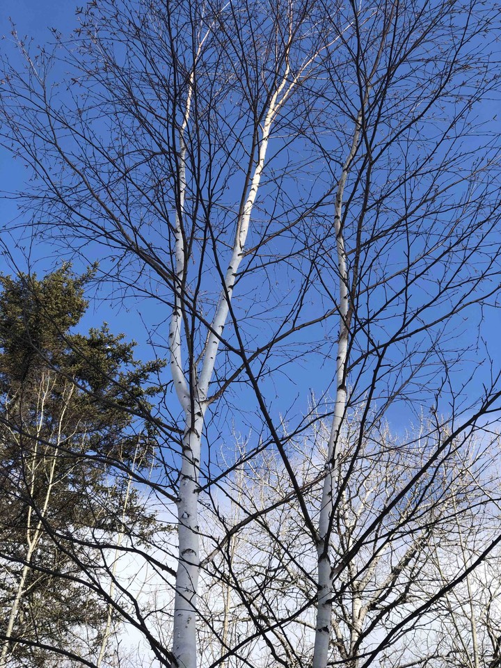 arbre?