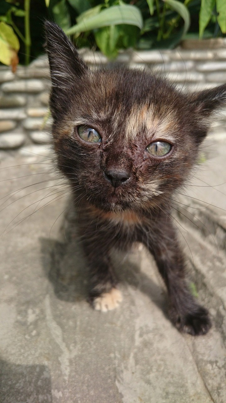 Котёнок
