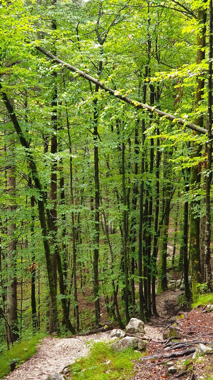 forest