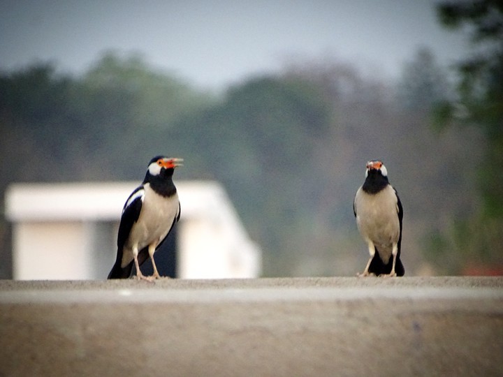Birds