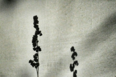 Shadow.
