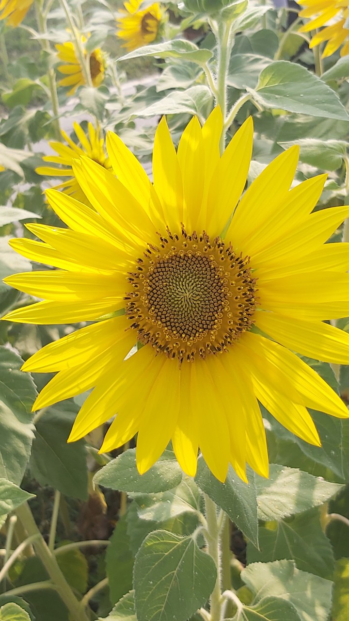 sunflowers