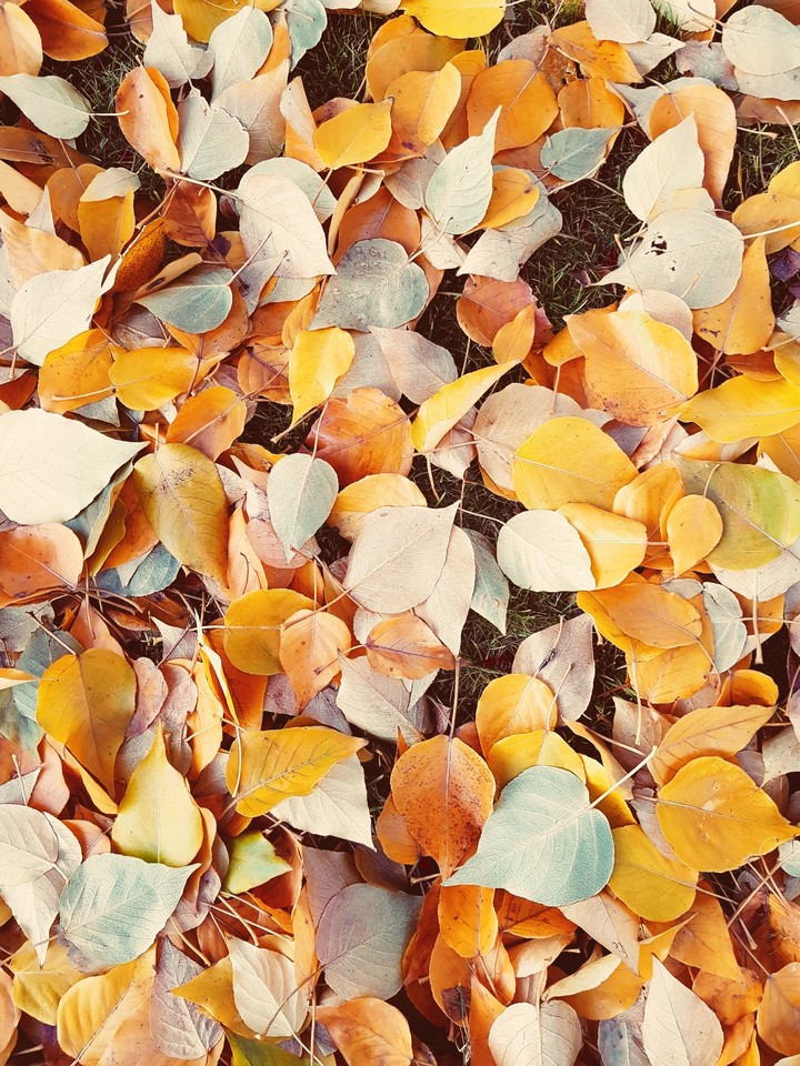 Autumn