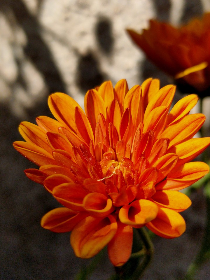 Chrysanthemum