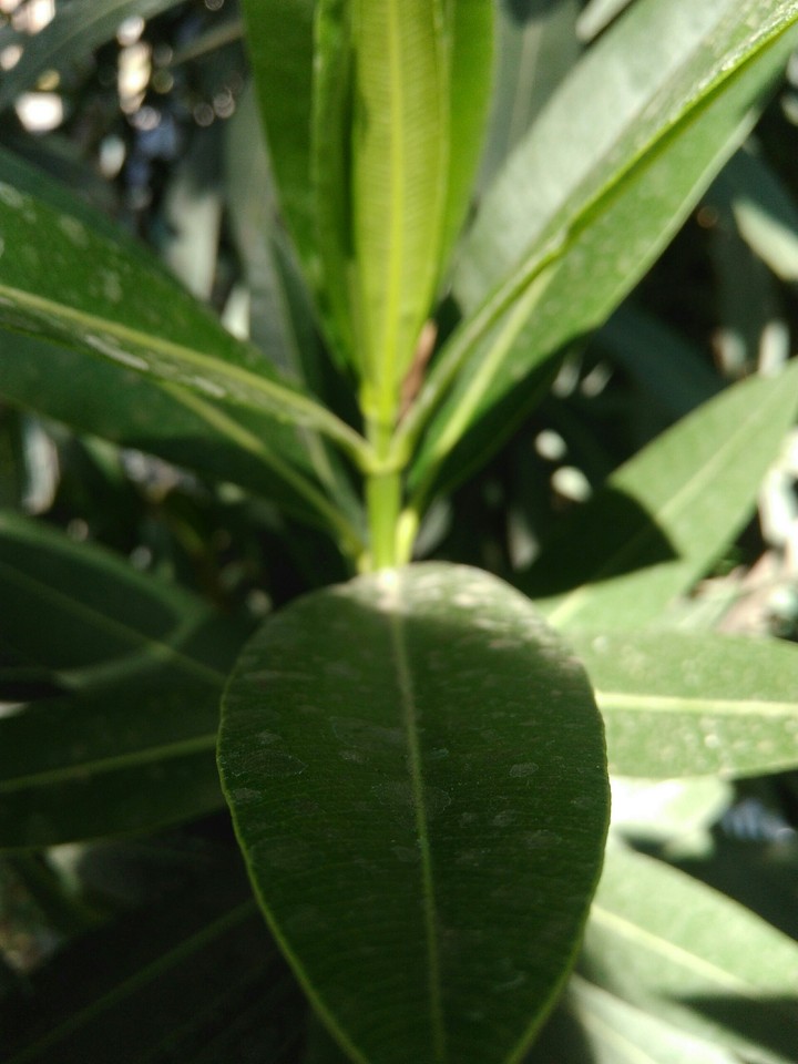 leaves.