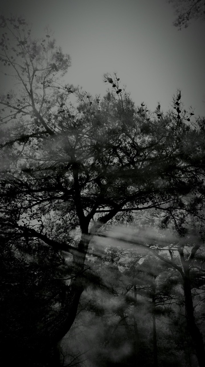 Foggy Forrest