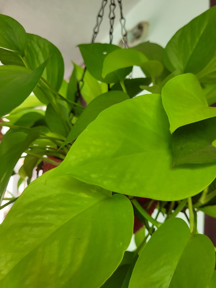 pothos