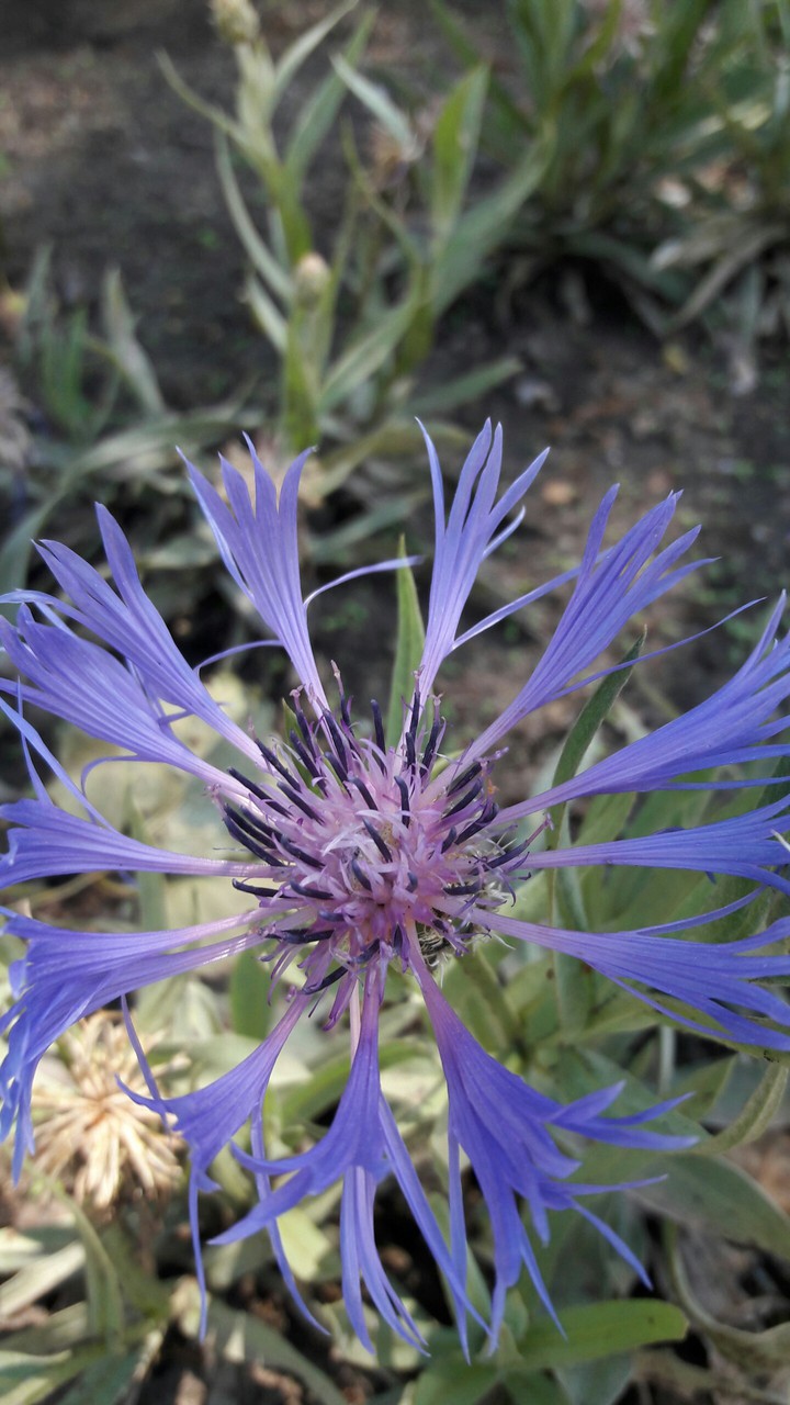 Knapweed