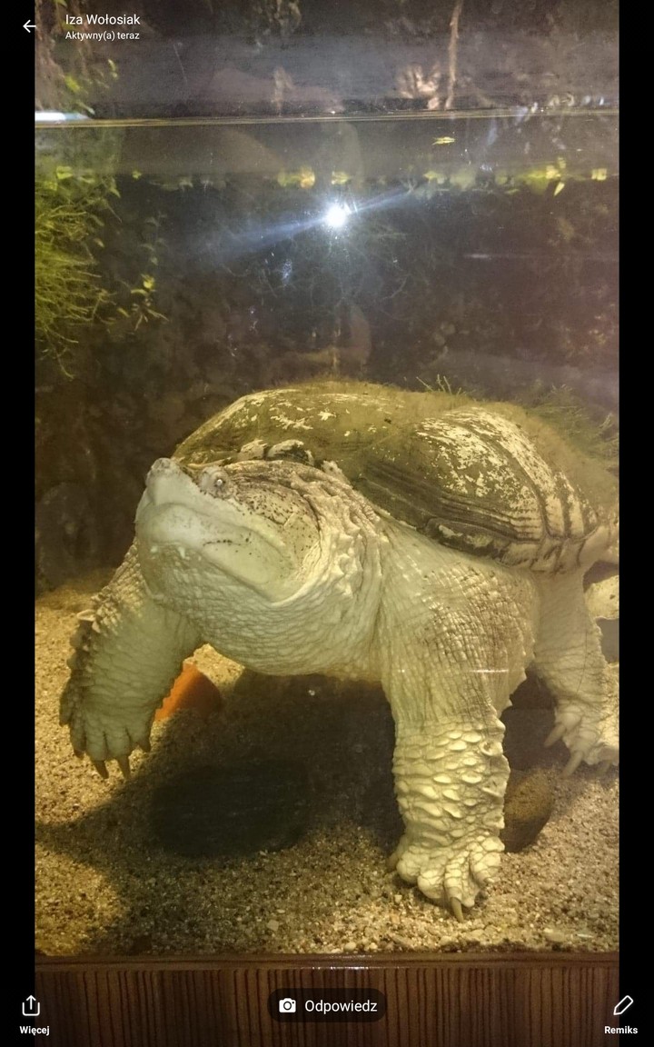 żółw