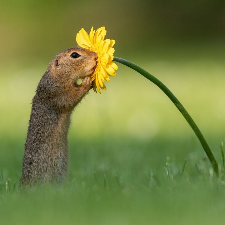 Squirrel and Flower 2
