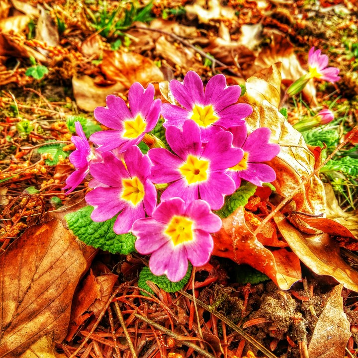 Flores
