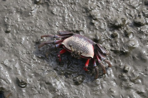 Fiddler Crab