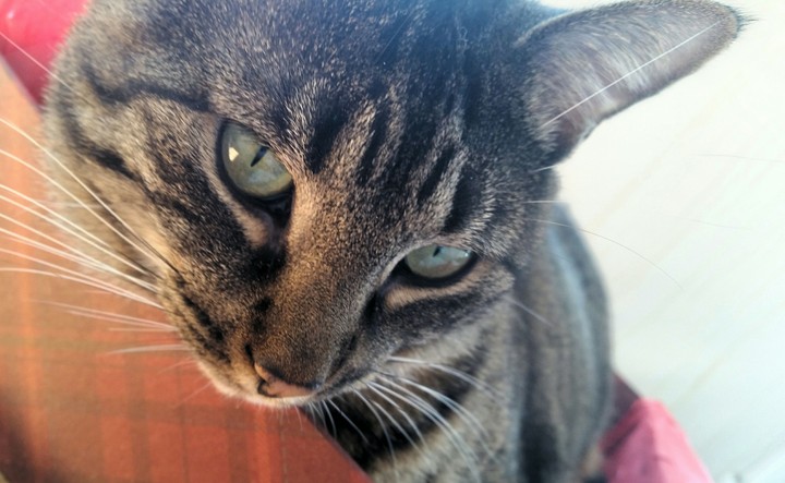 Willow's Eyes