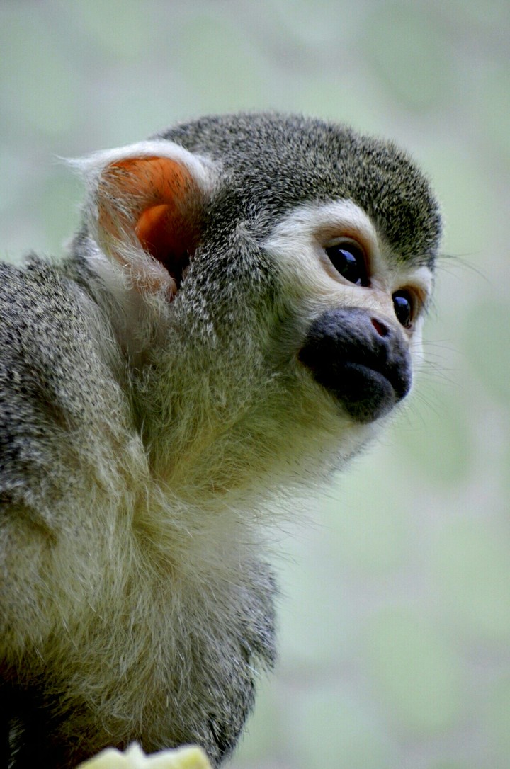 ? Close with the Monkey ?