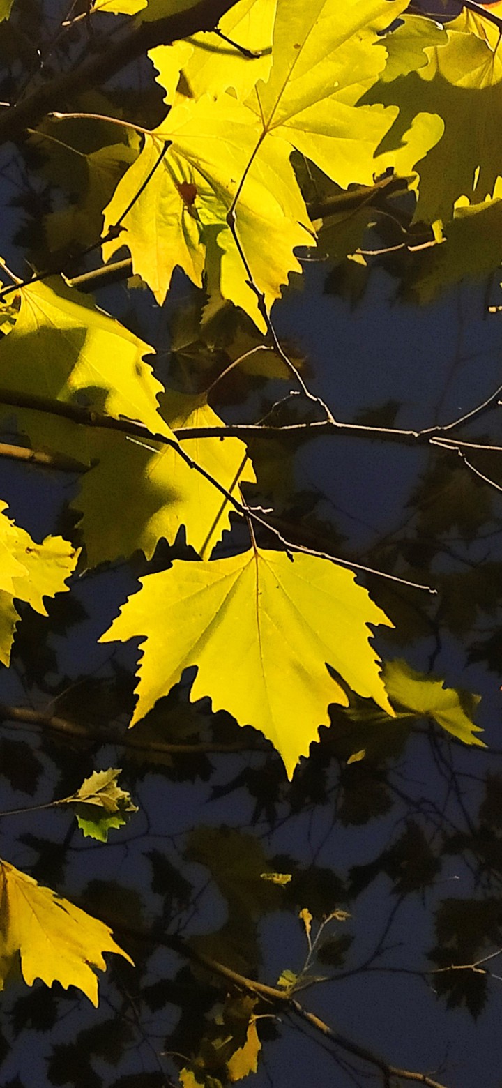 leaf of autumn
