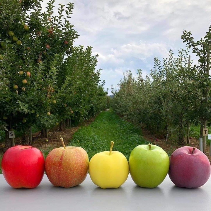 Apples