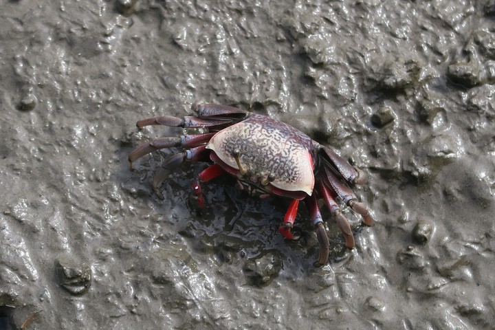Fiddler Crab