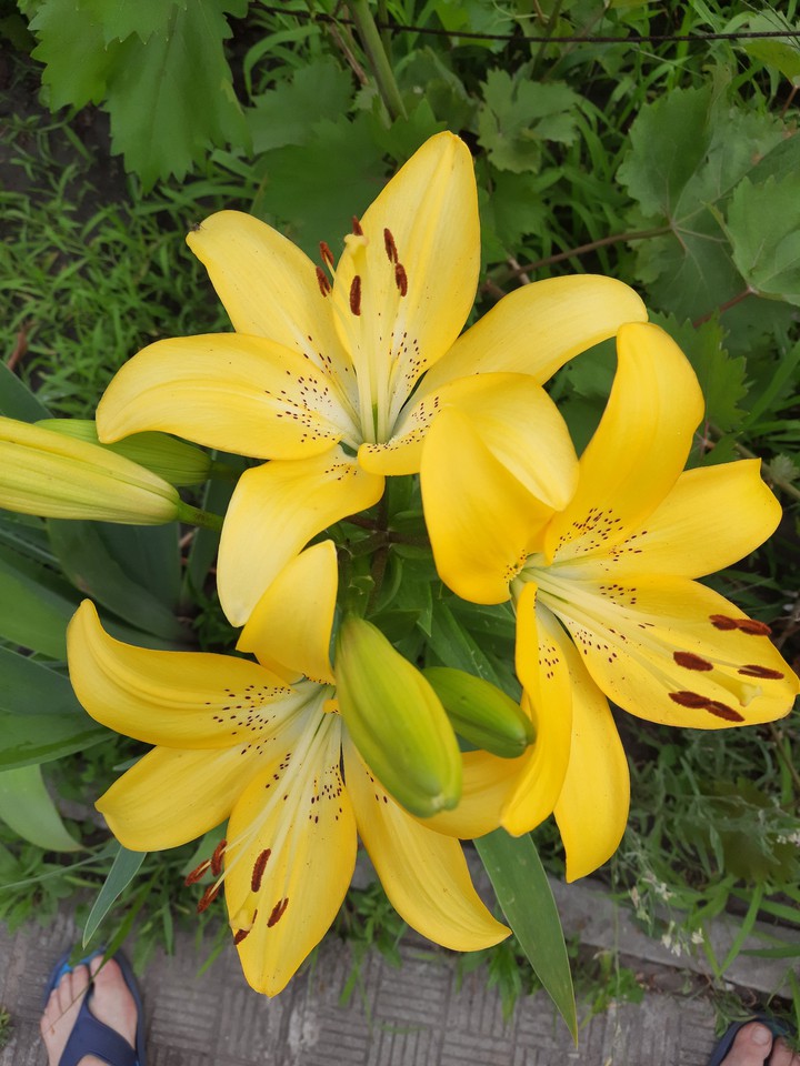 Yellow lily.