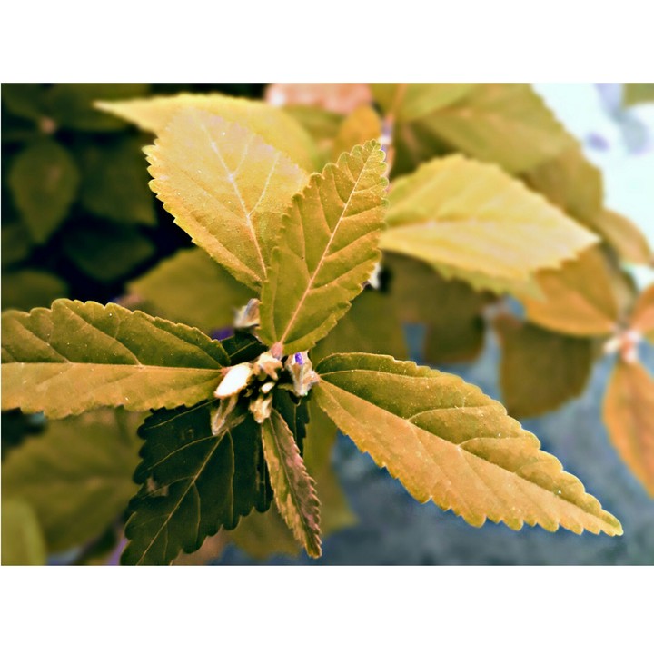 leaf