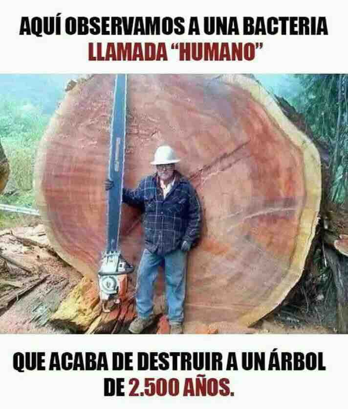 Agonía VII