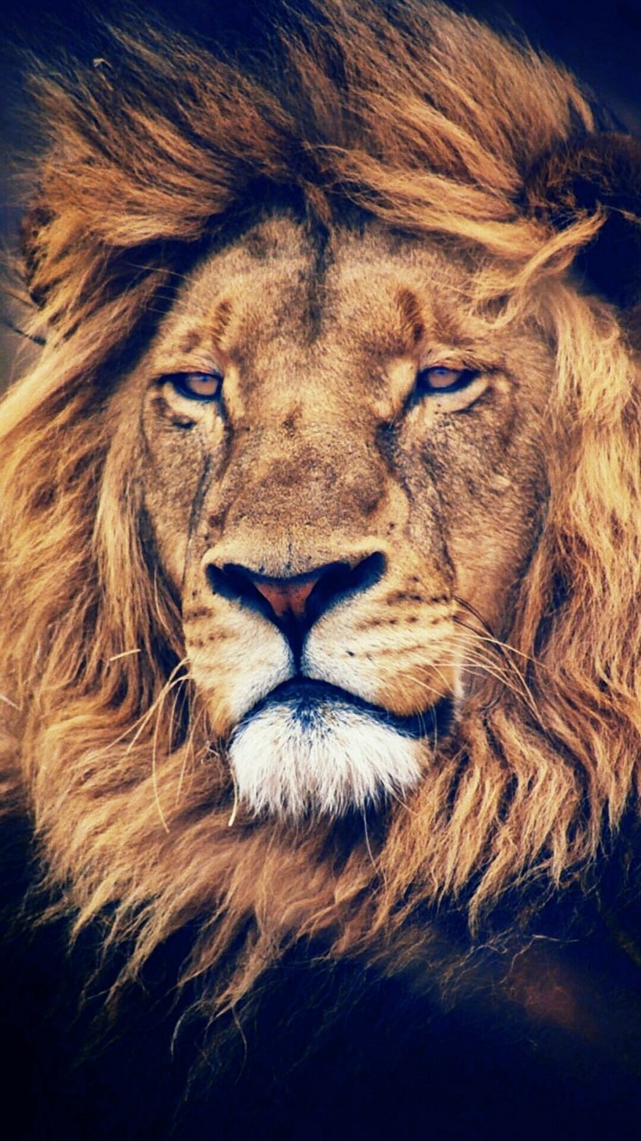 #lion