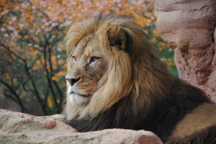 lion