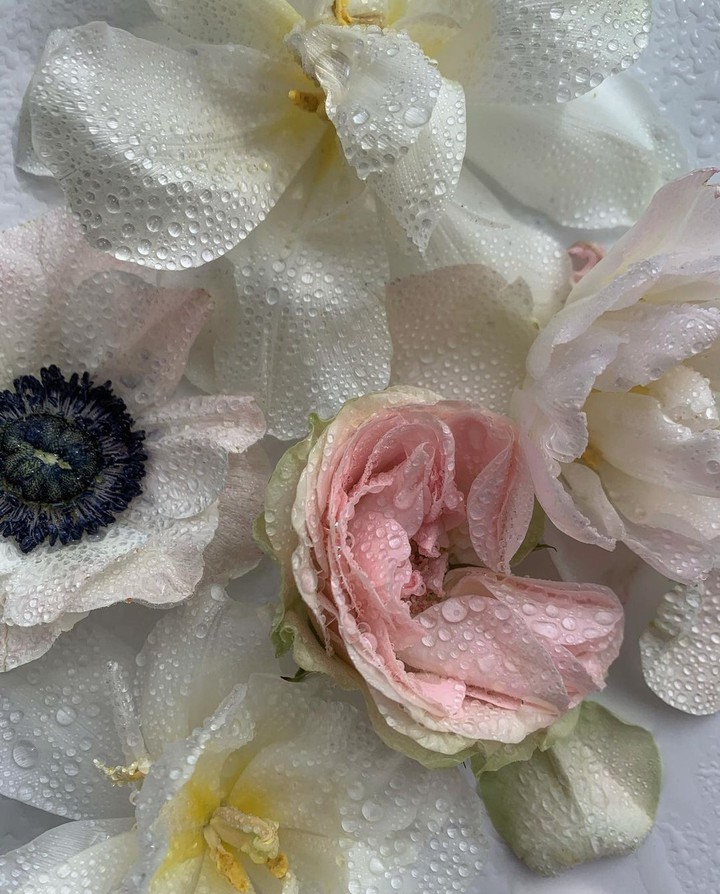 Blossom