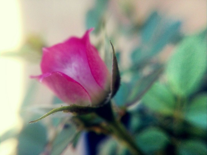 Macro