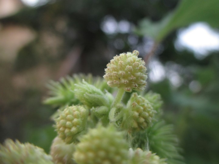 Plants
