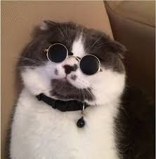 умный кот!!
