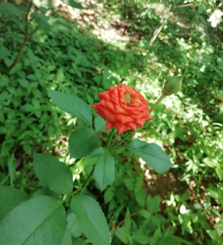 rose orange 2