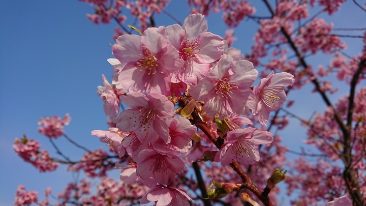 河津桜